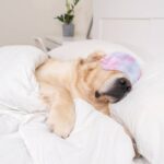 บทความนี้จะพาคุณไปทำความรู้จักกับสัญญาณต่าง ๆ ที่บ่งบอกว่าน้องหมาอาจกำลังป่วย พร้อมคำแนะนำในการดูแลและการตัดสินใจพาไปพบสัตวแพทย์