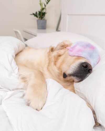 บทความนี้จะพาคุณไปทำความรู้จักกับสัญญาณต่าง ๆ ที่บ่งบอกว่าน้องหมาอาจกำลังป่วย พร้อมคำแนะนำในการดูแลและการตัดสินใจพาไปพบสัตวแพทย์