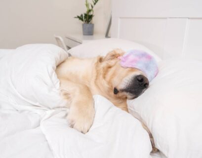 บทความนี้จะพาคุณไปทำความรู้จักกับสัญญาณต่าง ๆ ที่บ่งบอกว่าน้องหมาอาจกำลังป่วย พร้อมคำแนะนำในการดูแลและการตัดสินใจพาไปพบสัตวแพทย์