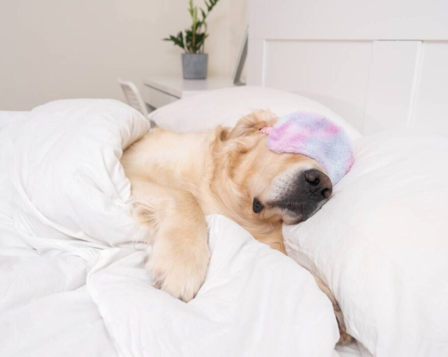 บทความนี้จะพาคุณไปทำความรู้จักกับสัญญาณต่าง ๆ ที่บ่งบอกว่าน้องหมาอาจกำลังป่วย พร้อมคำแนะนำในการดูแลและการตัดสินใจพาไปพบสัตวแพทย์